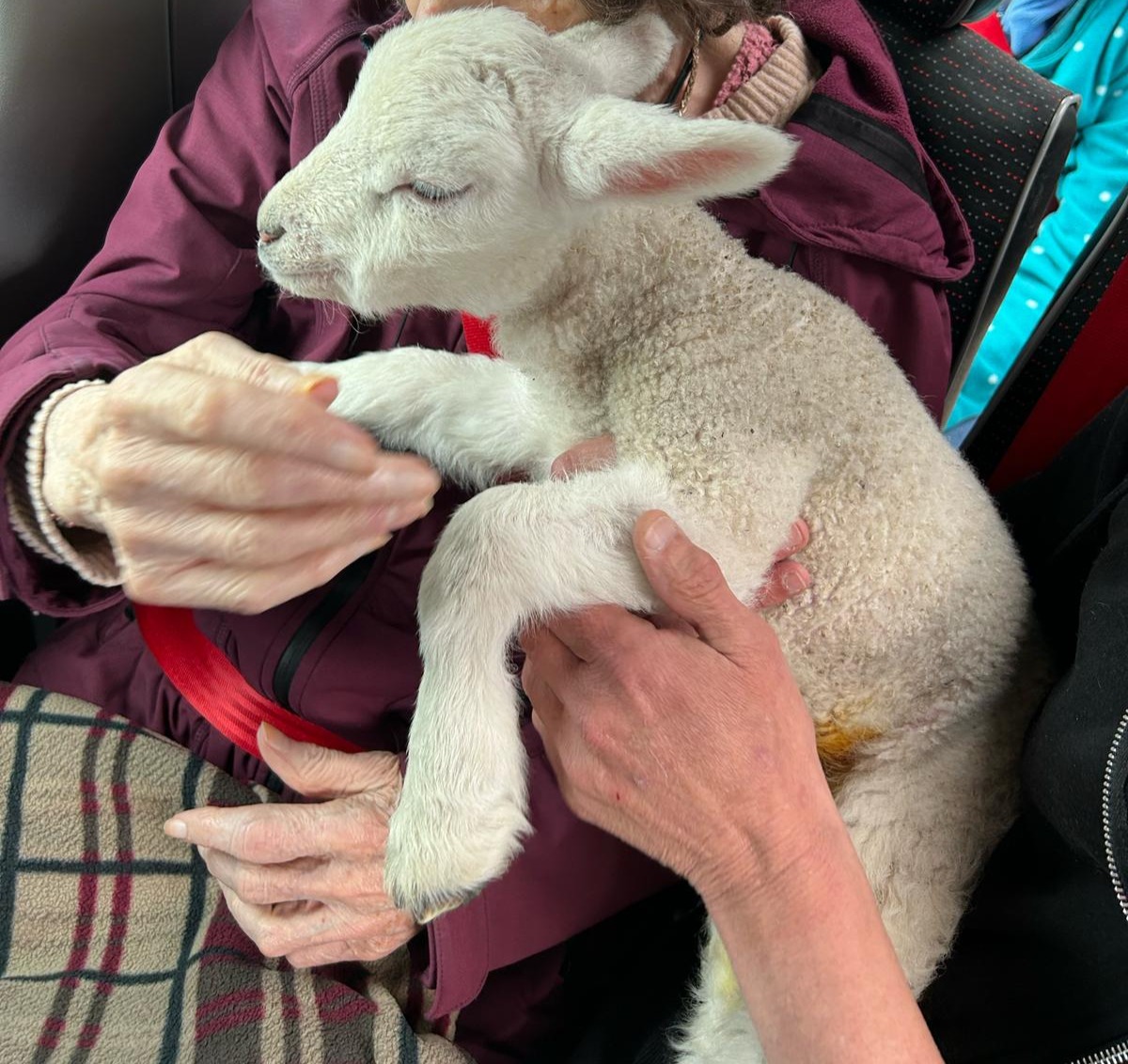 resident holding a lamb