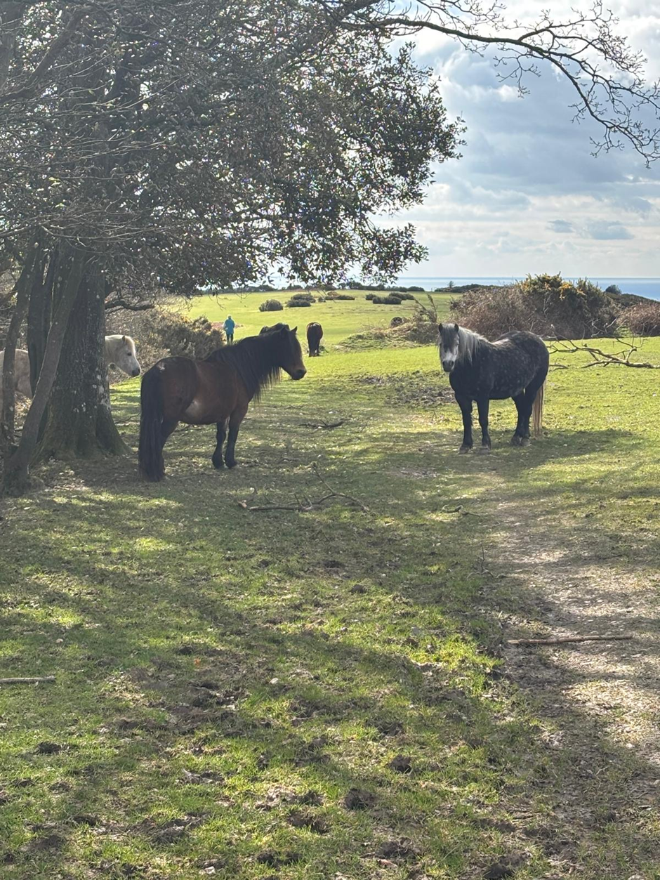 horses in wild