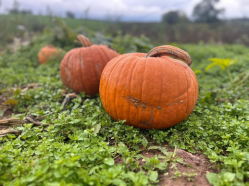 Two Pumpkins in a field